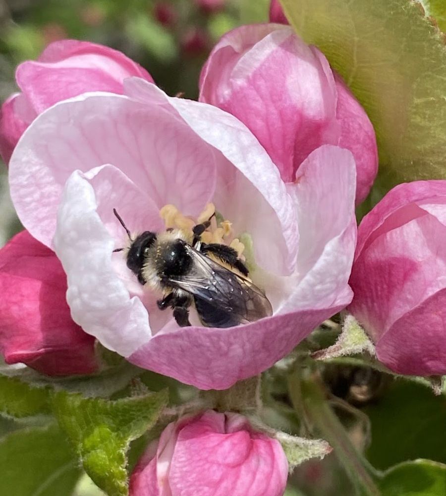 bee-apple-blossom