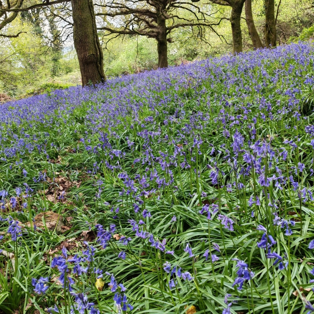 bluebells